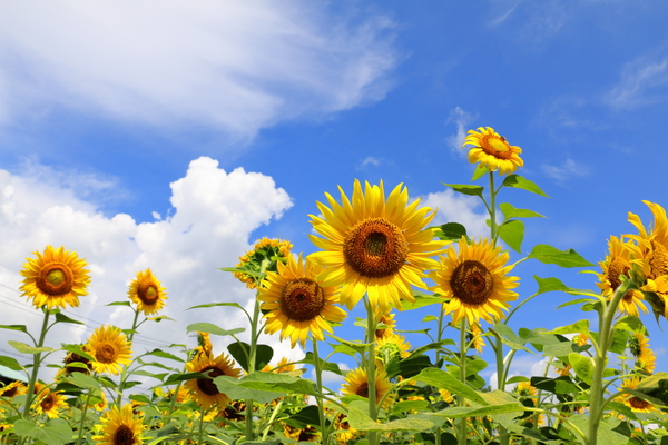 【8月】業務用エアコンクリーニング祭り！！コロナに負けるな！！